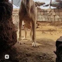 توله ماده سفید نوه شیردل محمدپژوم|سگ|مشهد, ابوذر|دیوار