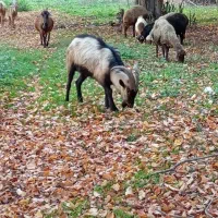 نربز آلپاین.اصل درجه خون ۱۰۰