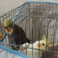 کوتوله برزیلی