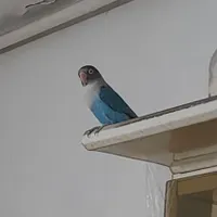 طوطی برزیلی گمشده