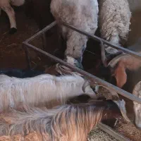 بره نرچاق وکره نر