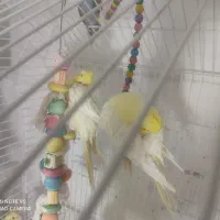 عروس هلندی لوتینو|پرنده|زاهدان, |دیوار