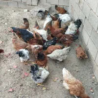 خروس و مرغ تخمگذار جوان|حیوانات مزرعه|تربتحیدریه, مسجد جامع|دیوار