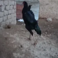 مرغ و خروس اوشامو