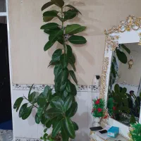 گل  خانگی فیلی|گل و گیاه طبیعی|جوانرود, |دیوار