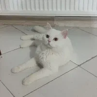 پسر عقیم شده|گربه|گلبهار, شهر جدید گلبهار|دیوار