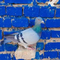 کفتر پرنده3تا ماده پلاکی درجه یک|پرنده|کارون, |دیوار