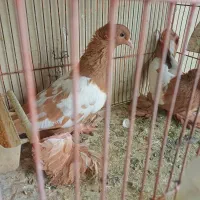 کبوتر ساری کوینح