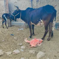 گاو پاکستانی باگوساله نردرجه یک ودوباره آبستن