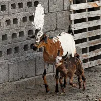 کهره با بچه ماده