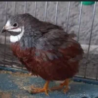 تخم نطفه دار مینیاتوری|پرنده|خمینی‌شهر, |دیوار