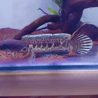 چانا گلدن کبری سینگل تانک