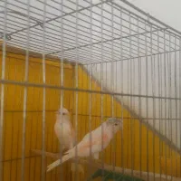 یدونه  سهره با قناری