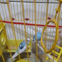 یک جفت مرغ عشق