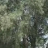 کار درخت