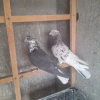 نرو ماده های ضمانتی فقط۱بار خرید کن