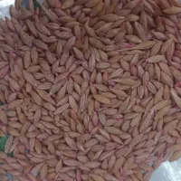 جواکراینی تولید۲۰۲۵ تناژبالا دیم وآبی بدون قاطی|خدمات باغبانی و درختکاری|مریوان, |دیوار