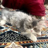 فروش فوری بچه گربهای اسکاتیش  بریتیش دوماه ماده|گربه|ساری, |دیوار