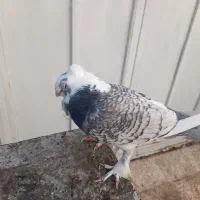 کبوتر نر مست بلژیکی طاووسی|پرنده|قم, تولید دارو و یخچال|دیوار