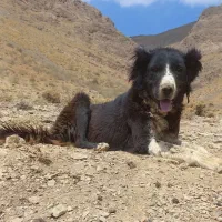 ۴تا سگ گله ای۳تا نر ۱ لاس  قیمت ۴۵ تومن|سگ|چادگان, |دیوار