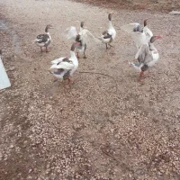 فروش غاز خانگی