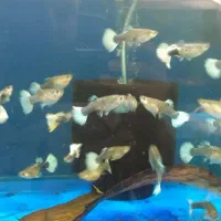 گوپی|ماهی|اسلام‌شهر, مطهری|دیوار