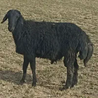 بره قوچ قره قزل افشاری|حیوانات مزرعه|لالجین, |دیوار