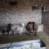 میش وبره|حیوانات مزرعه|طاغنکوه, |دیوار