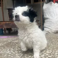 سگ شیتزوپامر4ماهشه