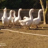 غازلیندا اصل نروماده