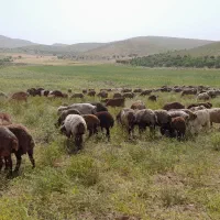 گوسفنده داشتی با بره ۵۰جفت|حیوانات مزرعه|پادنا علیا, |دیوار