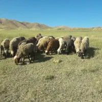 گوسفند داشتی جوان مالچه بابره سالم