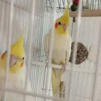 فروش یک جفت عروس هلندی سالم