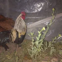 خروس