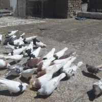 کبوتررنگه|پرنده|تربت‌حیدریه, شهرک ولیعصر|دیوار