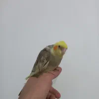 پرنده ی طوطی نر  دستی|پرنده|مریوان, |دیوار