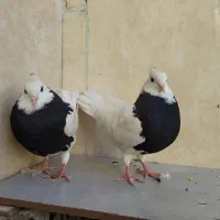 کبوتر طوقی خفت کرمانشاهی