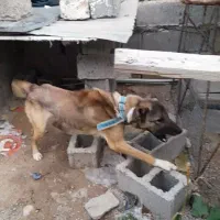 سگ نگهبان