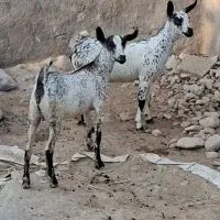 بز،بزغاله،گوسفند،میش،بره