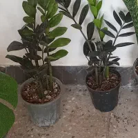 گل خانگی حراج به دلیل جابجای