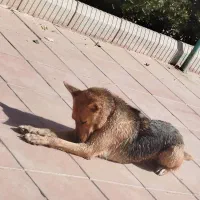 سگ ژرمن ورکلاین ماده|سگ|هشتگرد, ینگی امام|دیوار