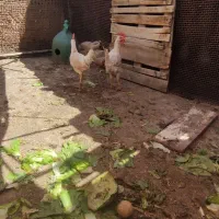 جوجه مرغ|پرنده|اصفهان, شیخ طوسی|دیوار