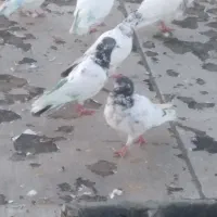 کبوتر تهرانی زوردار