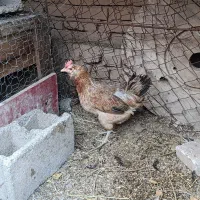 مرغ گلین تخم گذار