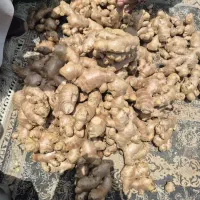 زنجبیل هندی و چینی همه روزه موجوده