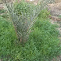 باغبان هستم|خدمات باغبانی و درختکاری|بندر ماهشهر, |دیوار