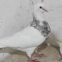 طوقی کرمانشاهی