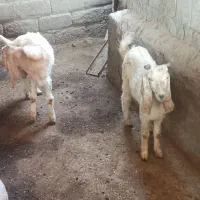 کهره|حیوانات مزرعه|میناب, |دیوار