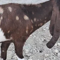 بز پاکستانی و افغانی|حیوانات مزرعه|شادگان, |دیوار