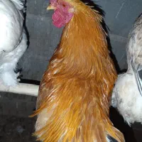 خروس طلایی